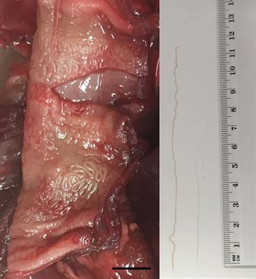Case report: First report of potentially zoonotic Gongylonema pulchrum in a free-living roe deer (Capreolus capreolus) in Slovenia
